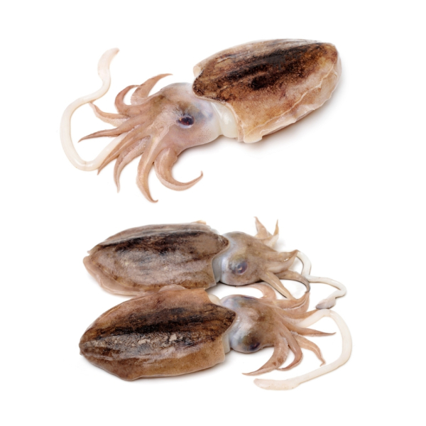 Uncleaned Cuttlefish (Sepia Officinalis)