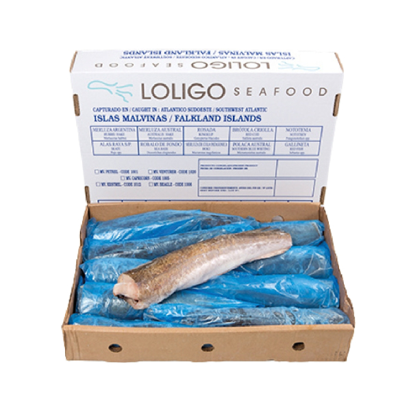 Hake Argentina (Merluccius Hubbsi)