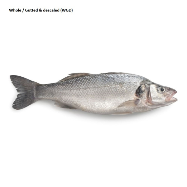 Seabass (Dicentrarchus Labrax)