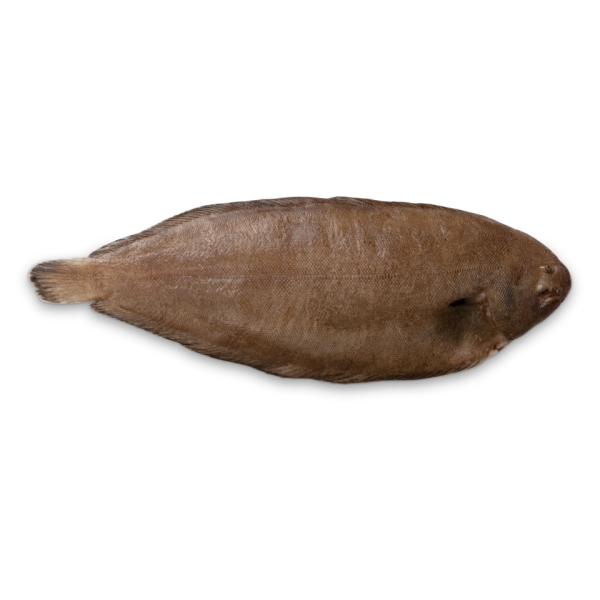 Doversole (Solea Solea)