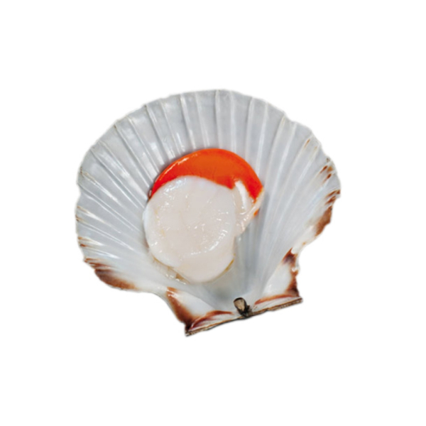 Scallops