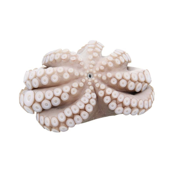 T5 flower shape (Octopus Vulgaris)