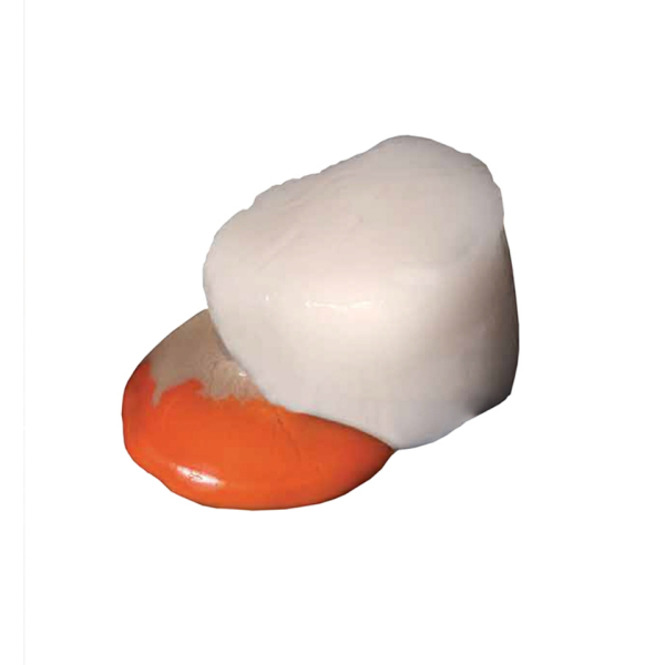 King scallop meat (Pecten Maximus)