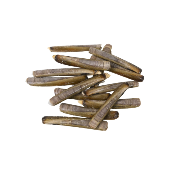 Razor clams (Ensis Directus)