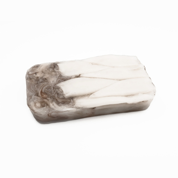 Boston squid (Doryteuthis Pealeii)