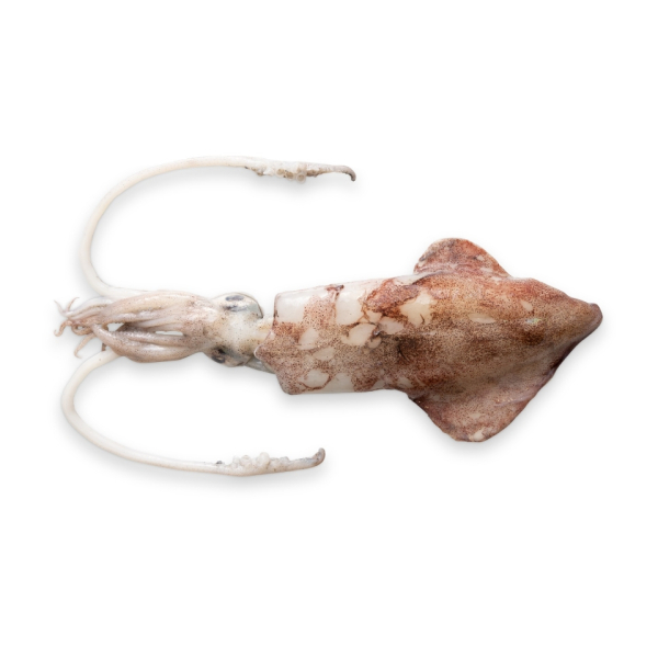 Atlantic squid Flyshoot (Loligo Vulgaris)